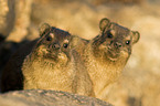 Dassie