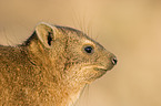 Dassie