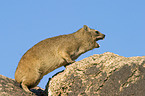 Dassie