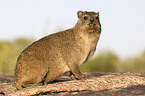 Dassie