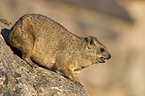 Dassie