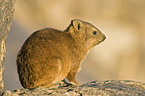 Dassie