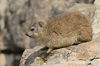 Cape hyrax