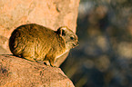 dassie