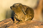 dassie