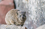 dassie