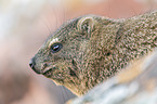 dassie