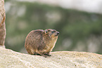 Rock hyrax