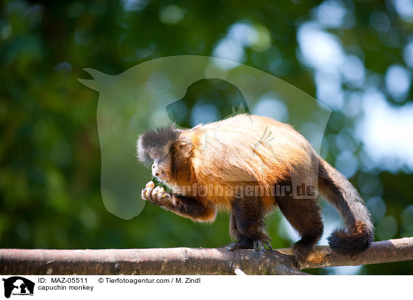 Kapuzineraffe / capuchin monkey / MAZ-05511