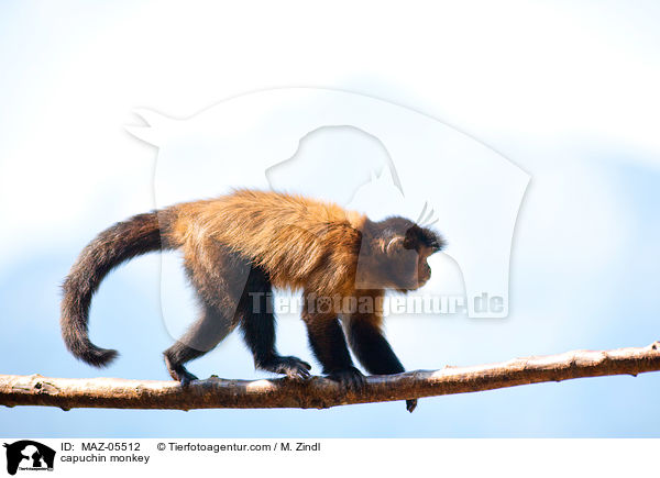 capuchin monkey / MAZ-05512