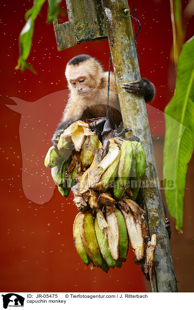 Kapuzineraffe / capuchin monkey / JR-05475