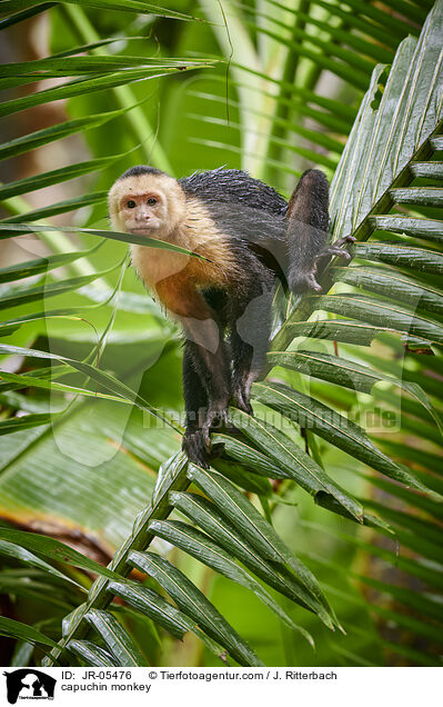 Kapuzineraffe / capuchin monkey / JR-05476