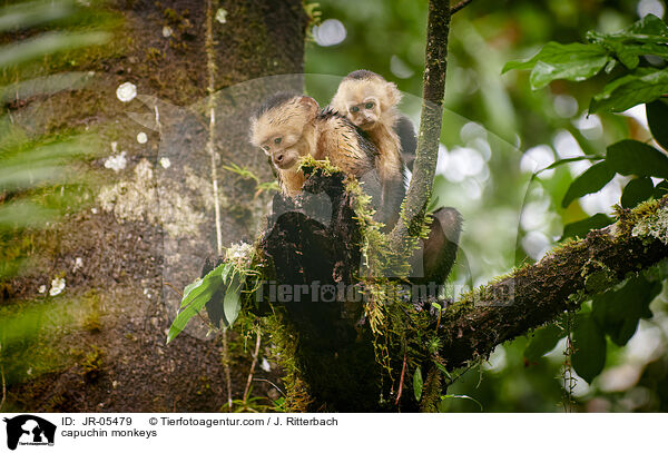 capuchin monkeys / JR-05479