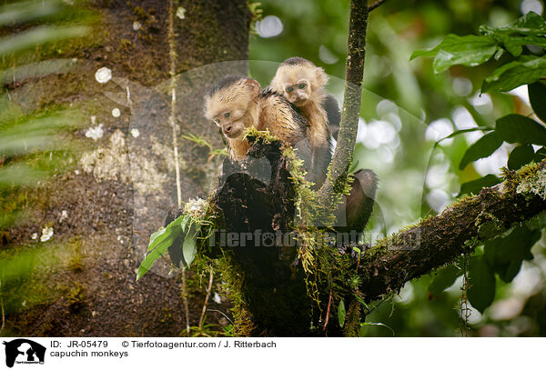 Kapuzineraffen / capuchin monkeys / JR-05479