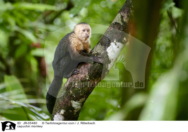 Kapuzineraffe / capuchin monkey / JR-05480