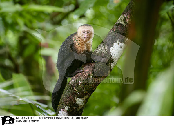capuchin monkey / JR-05481