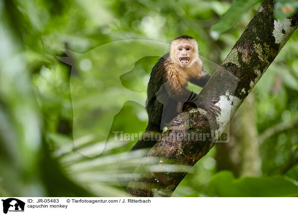 capuchin monkey / JR-05483