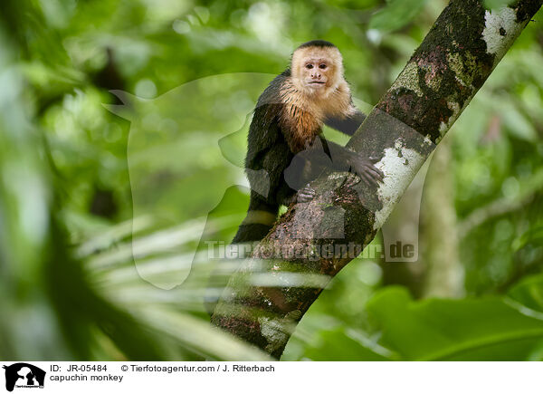 Kapuzineraffe / capuchin monkey / JR-05484