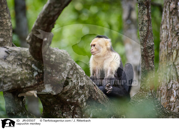 capuchin monkey / JR-05507