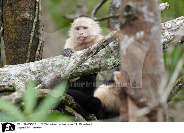 Kapuzineraffe / capuchin monkey / JR-05511