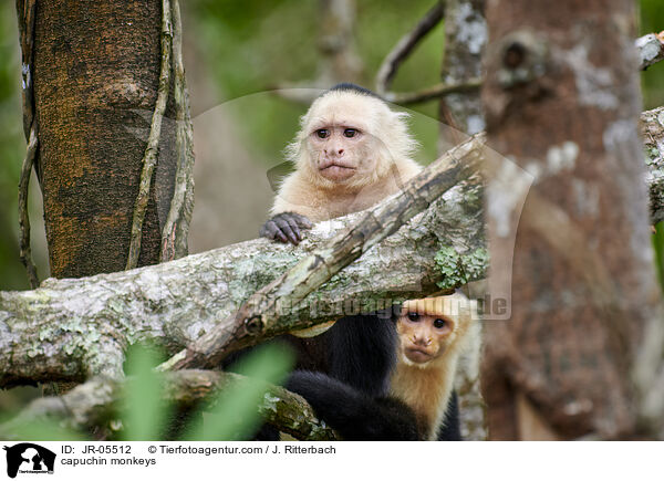 Kapuzineraffen / capuchin monkeys / JR-05512
