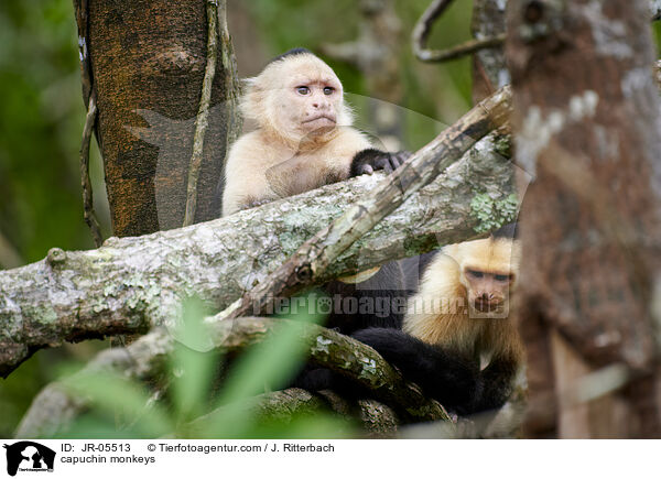 capuchin monkeys / JR-05513