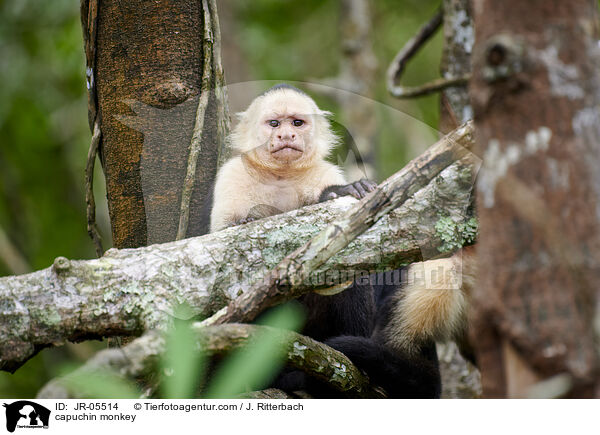 Kapuzineraffe / capuchin monkey / JR-05514