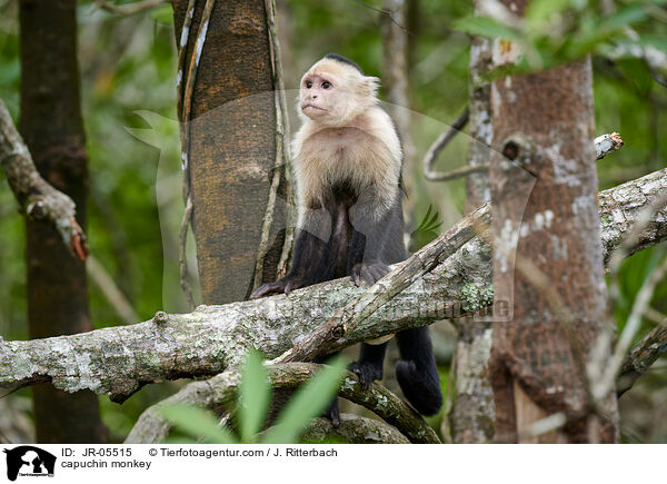 Kapuzineraffe / capuchin monkey / JR-05515