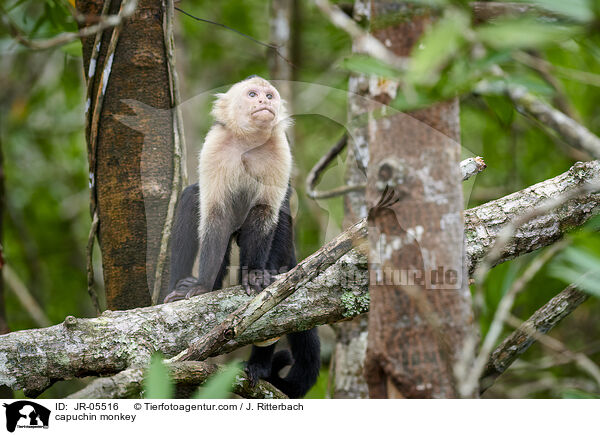 Kapuzineraffe / capuchin monkey / JR-05516