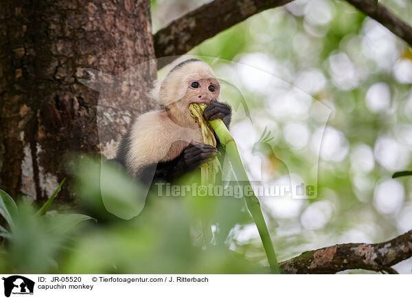 Kapuzineraffe / capuchin monkey / JR-05520