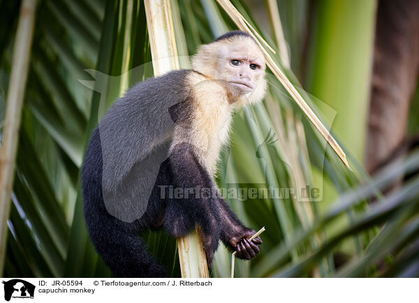 Kapuzineraffe / capuchin monkey / JR-05594
