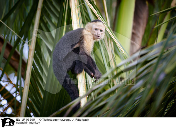 capuchin monkey / JR-05595