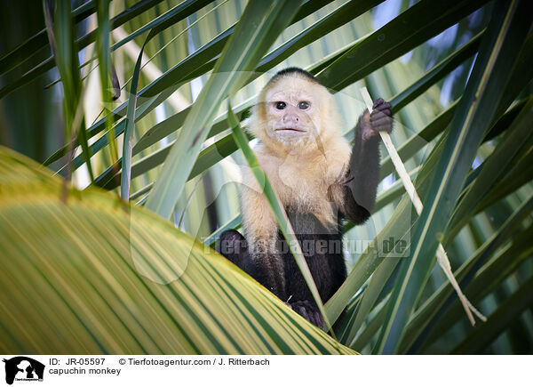 capuchin monkey / JR-05597