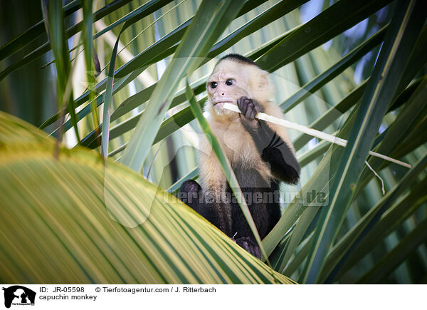 Kapuzineraffe / capuchin monkey / JR-05598