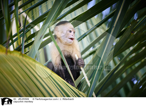 capuchin monkey / JR-05599