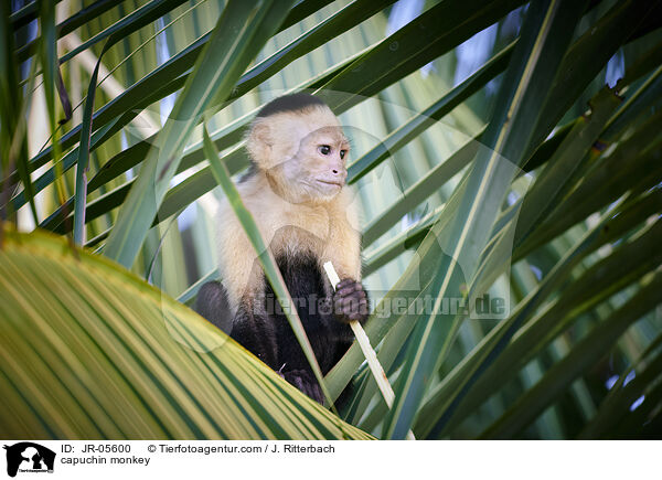 capuchin monkey / JR-05600