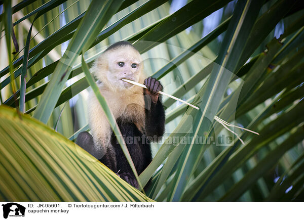 Kapuzineraffe / capuchin monkey / JR-05601