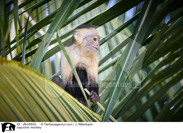 Kapuzineraffe / capuchin monkey / JR-05602