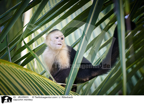 Kapuzineraffe / capuchin monkey / JR-05603