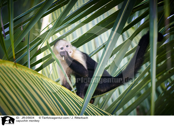 capuchin monkey / JR-05604