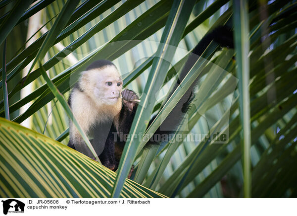 capuchin monkey / JR-05606