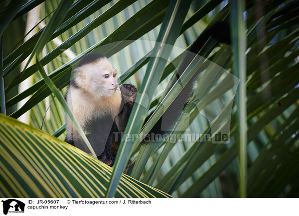 Kapuzineraffe / capuchin monkey / JR-05607