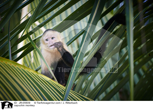 Kapuzineraffe / capuchin monkey / JR-05609