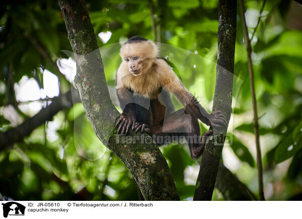 capuchin monkey / JR-05610