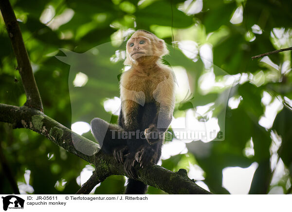 Kapuzineraffe / capuchin monkey / JR-05611