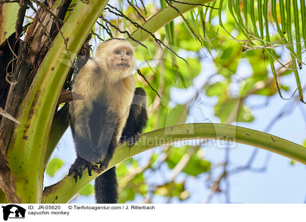 Kapuzineraffe / capuchin monkey / JR-05620
