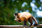 capuchin monkey