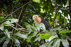 capuchin monkey