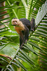 capuchin monkey