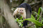 capuchin monkey